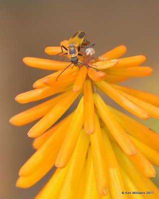 Goldenrod soldier beetle on Red Hot Poker, Tulsa Botanic Garden, Tulsa, OK, 9-12-17, Jda_13996.jpg