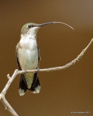 Ruby-throated Hummingbird immature male, Rogers Co yard, OK, 9-5-17, Jda_13771.jpg