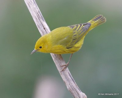 Yellow Warbler male, Rogers Co yard, OK, 9-12-17, Jda_13954.jpg