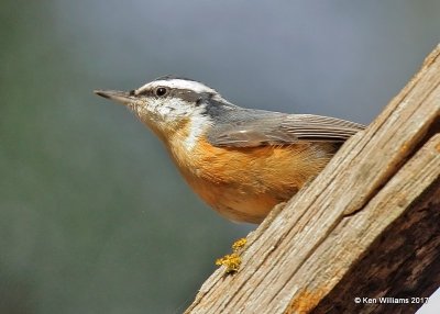 Nuthatches & Creepers