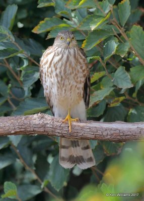 Sharp-shinned Hawk juvenile, Rogers Co yard, OK, 10-27-17, Jda_15317.jpg