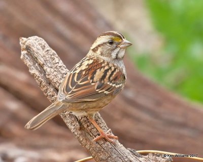 White-throated Sparrow, Rogers Co yard, OK, 11-12-17, Jda_15828.jpg