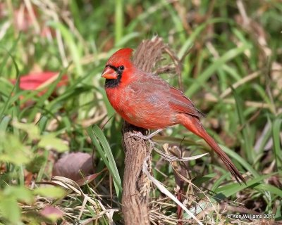Northern Cardinal male, Rogers Co. yard, OK, 7-26-17, Jda_15390.jpg