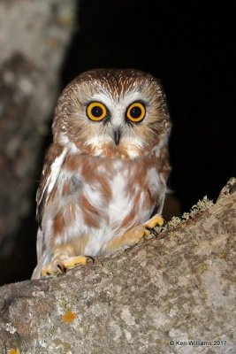 Northern Saw-whet Owl, Cherokee Co, OK, 11-16-17,  Jda4x6_16003.jpg