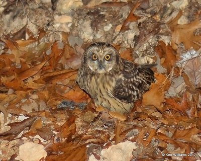Short-eared Owl, Cherokee Co, OK, 11-15-17,  Jda2_15950.jpg