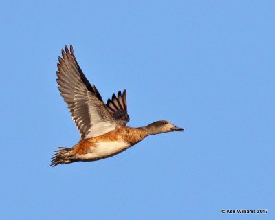 American Wigeon female, Sunset Lake, Texas Co, OK, 11-27-17, Jda_3038.jpg