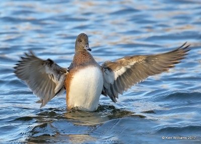 American Wigeon female, Sunset Lake, Texas Co, OK, 11-27-17, Jda_3131.jpg