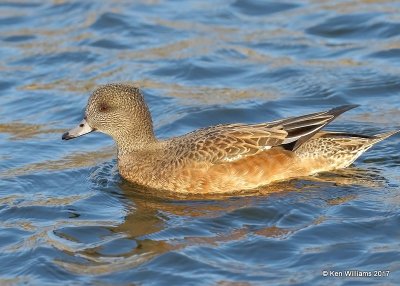 American Wigeon female, Sunset Lake, Texas Co, OK, 11-27-17, Jda_3167.jpg