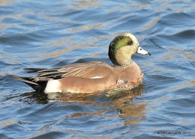 American Wigeon male, Sunset Lake, Texas Co, OK, 11-27-17, Jda_2998.jpg