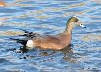 American Wigeon male, Sunset Lake, Texas Co, OK, 11-27-17, Jda_3007.jpg