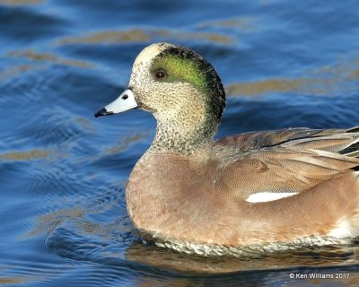 American Wigeon male, Sunset Lake, Texas Co, OK, 11-27-17, Jda_3065.jpg