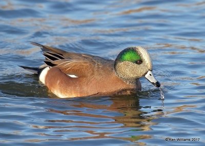 American Wigeon male, Sunset Lake, Texas Co, OK, 11-27-17, Jda_3109.jpg