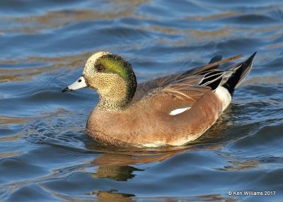 American Wigeon male, Sunset Lake, Texas Co, OK, 11-27-17, Jda_3121.jpg