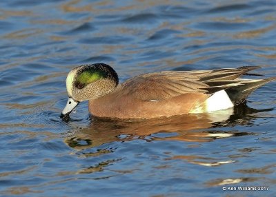 American Wigeon male, Sunset Lake, Texas Co, OK, 11-27-17, Jda_3174.jpg