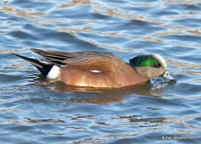 American Wigeon male, Sunset Lake, Texas Co, OK, 11-27-17, Jda_3186.jpg