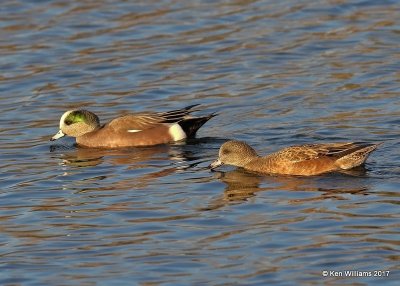 American Wigeon pair, Sunset Lake, Texas Co, OK, 11-27-17, Jda_3250.jpg