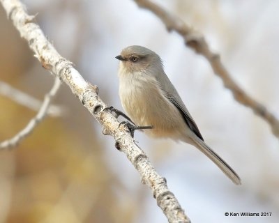Bushtit female - Interior, Black Mesa SP, Cimarron Co, OK, 12-1-17, Jda_16210.jpg