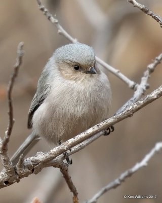 Bushtit male - Interior, Cimarron Co, OK, 11-30-17, Jda_55197.jpg