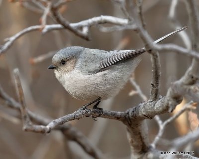Bushtit male - Interior, Cimarron Co, OK, 11-30-17, Jda_55209.jpg