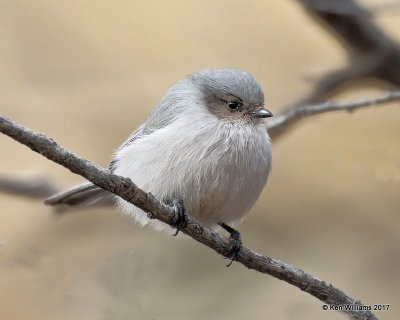 Bushtit male - Interior, Cimarron Co, OK, 11-30-17, Jda_55223.jpg