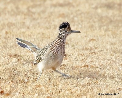 Greater Roadrunner, Black Mesa SP, Cimarron Co, OK, 12-1-17, Jda_16234.jpg