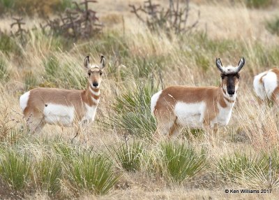 Pronghorn Antelope doe left & young buck right, Cimarron Co, OK, 11-30-17, Jda_55285.jpg