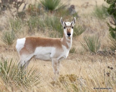 Pronghorn Antelope doe, Cimarron Co, OK, 11-30-17, Jda_55299.jpg