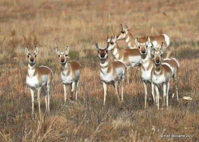 Pronghorn Antelope does with young buck in center, Cimarron Co, OK, 11-29-17, Jda_54670.jpg