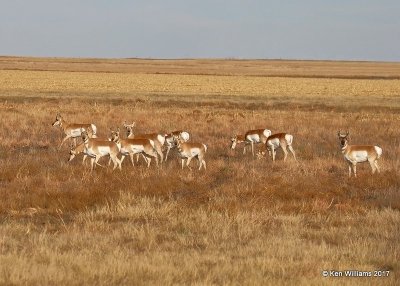 Pronghorn Antelope does with young buck on right, Cimarron Co, OK, 11-29-17, Jda_54661.jpg