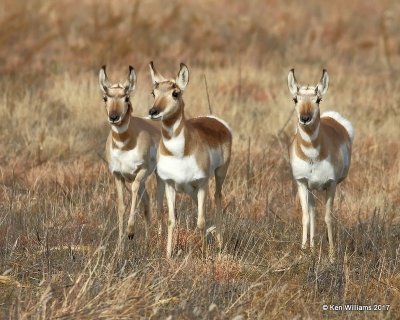 Pronghorn Antelope does, Cimarron Co, OK, 11-29-17, Jda_54682.jpg