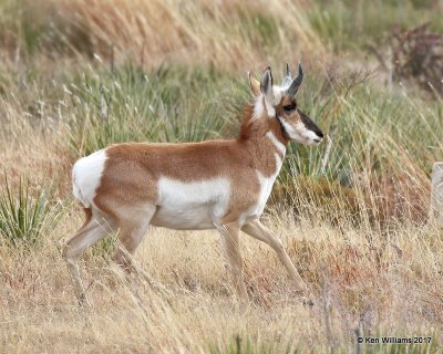 Pronghorn Antelope young buck, Cimarron Co, OK, 11-30-17, Jda_55293.jpg