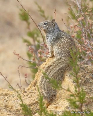 Rock Squirrel, Cimarron Co, OK, 11-30-17, Jda_55304.jpg