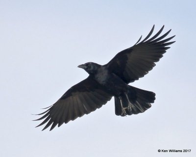 American Crow, Osage Co, OK, 12-21-17, Jda_17188.jpg