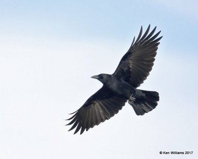 American Crow, Osage Co, OK, 12-21-17, Jda_17190.jpg