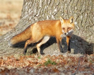 Red Fox, Tulsa Co, OK, 12-26-17, Jda_17661.jpg