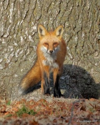 Red Fox, Tulsa Co, OK, 12-26-17, Jda_17664.jpg