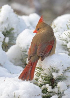 Northern Cardinal female, Rogers Co yard, OK, 12-23-17, Jdaw_17264.jpg