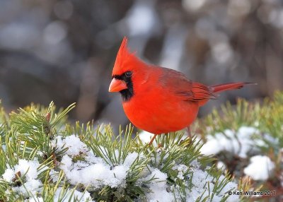 Northern Cardinal male, Rogers Co yard, OK, 12-24-17, Jda_17493.jpg
