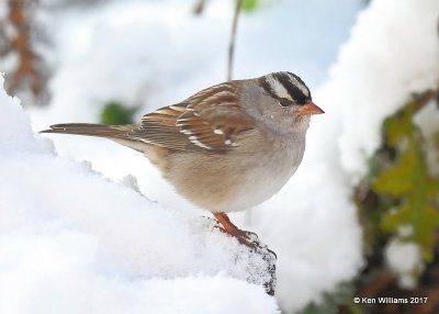 White-crowned Sparrow, Rogers Co yard, OK, 12-23-17, Jda_17322.jpg