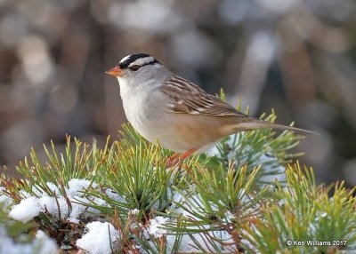 White-crowned Sparrow, Rogers Co yard, OK, 12-24-17, Jda_17468.jpg