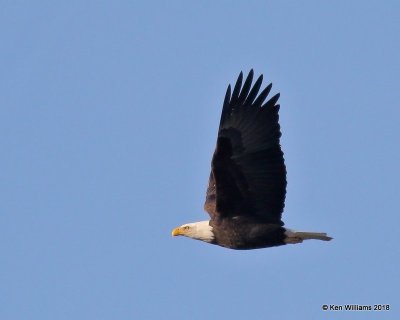 Bald Eagle adult, Tulsa Co, OK, 1-6-18, Jda_18029.jpg