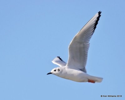 Bonaparte's Gull - winter plumage, Tulsa Co, OK, 1-6-18, Jda_18158.jpg