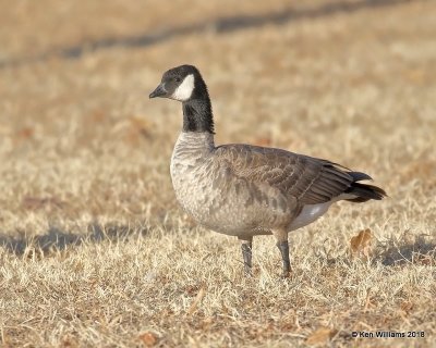 Cackling Goose - Richardson's, Kay Co, OK, 1-14-18, Jta_18377.jpg