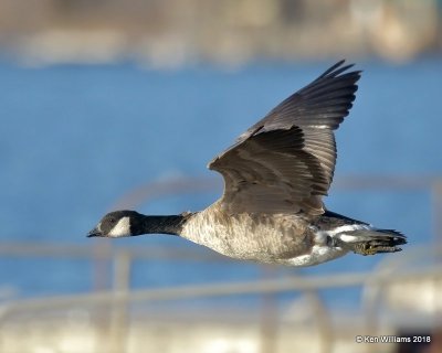 Cackling Goose - Richardson's, Kay Co, OK, 1-14-18, Jta_18399.jpg