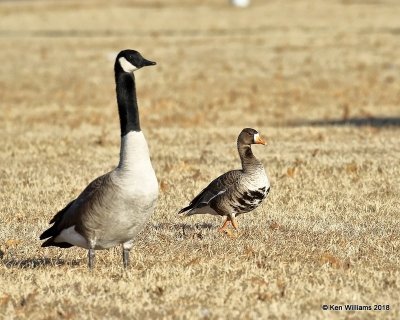 Canada - Common & Greater White-fronted Geese, Kay Co, OK, 1-14-18, Jta_18419.jpg