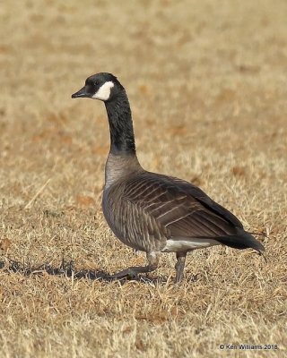 Canada Goose - Lesser, Kay Co, OK, 1-14-18, Jta_18355.jpg