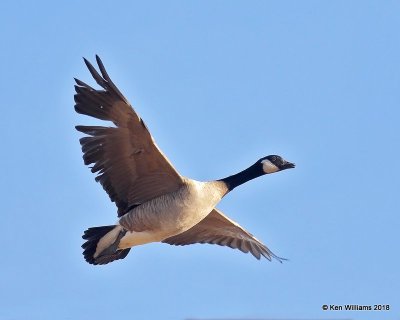 Canada Goose - Common, Kay Co, OK, 1-14-18, Jta_18391.jpg