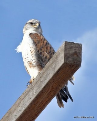 Ferruginous Hawk, Grant Co, OK, 1-14-18, Jta_18237.jpg