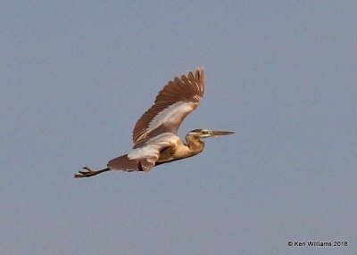 Great Blue Heron - leucistic, Tulsa Co, OK, 1-6-18, Jda_18049.jpg