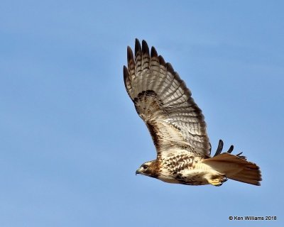 Red-tailed Hawk - Eastern,  Grant Co, OK, 1-14-18, Jta_18323.jpg